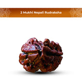 2 Mukhi Nepali Rudraksha