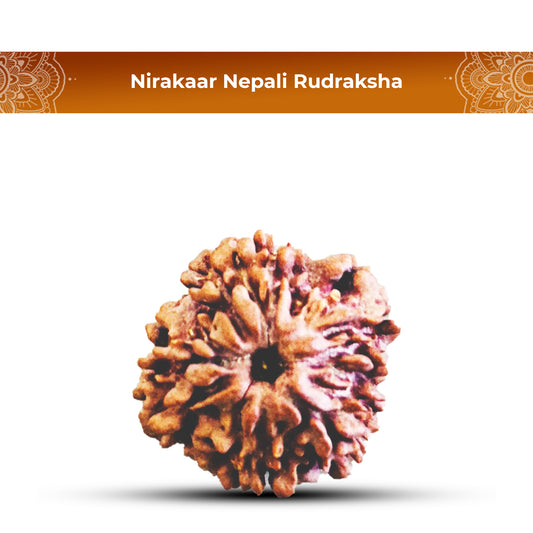 Nirakaar Rudraksha - (Nepali)
