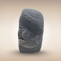 Matsya Avatar Shila (Lord Vishnu)