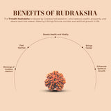 7 Mukhi Rudraksha (Nepali) - Super Collector