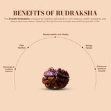 2 Mukhi Nepali Rudraksha