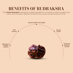 2 Mukhi Nepali Rudraksha