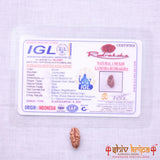 1 Mukhi Rudraksha Origin Indonesia Supercollector Beads