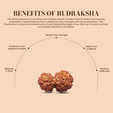 Natural 16 Mukhi Rudraksha (Nepali) - Gaurishankar