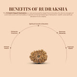 13 Mukhi Nepali Rudraksha 1