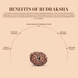 14 Mukhi Rudraksha (Nepali) - Collector