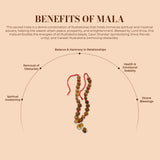 Sarv Sidh 1 to 14 Mukhi Rudraksha Mala (Nepali)