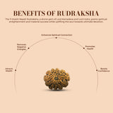 11 Mukhi Rudraksha (Nepali) - Super Collector