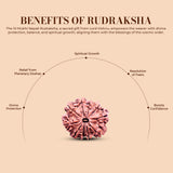 10 Mukhi Rudraksha (Nepali) - Collector