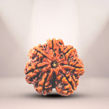 7 Mukhi Rudraksha (Nepali) - Super Collector