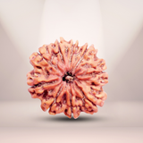 9 Mukhi Rudraksha (Nepali) - Collector
