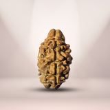 2 Mukhi Rudraksha (Nepali) - Collector