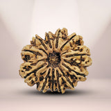 12 Mukhi Nepali Rudraksha