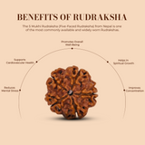 5 Mukhi Rudraksha (Nepali) - Regular