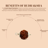 5 Mukhi Rudraksha (Nepali) - Regular