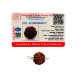 5 Mukhi Rudraksha (Nepali) - Regular