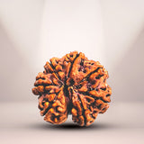 7 Mukhi Rudraksha (Nepali) - Super Collector