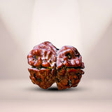 2 Mukhi Nepali Rudraksha