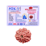 8 Mukhi Rudraksha (Nepali) - Medium