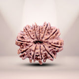 11 Mukhi Rudraksha (Nepali) - Medium