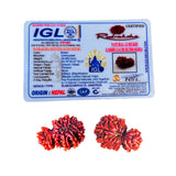 Garbh Gauri ( Nepali) - Medium