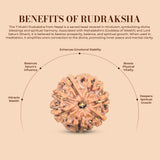 7 Mukhi Rudraksha (Nepali) - Medium