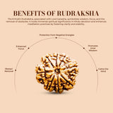8 Mukhi Rudraksha (Nepali) - Super Collector