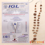 Sarv Shakti 1 to 21 mukhi rudraksha mala (Indrani mala)