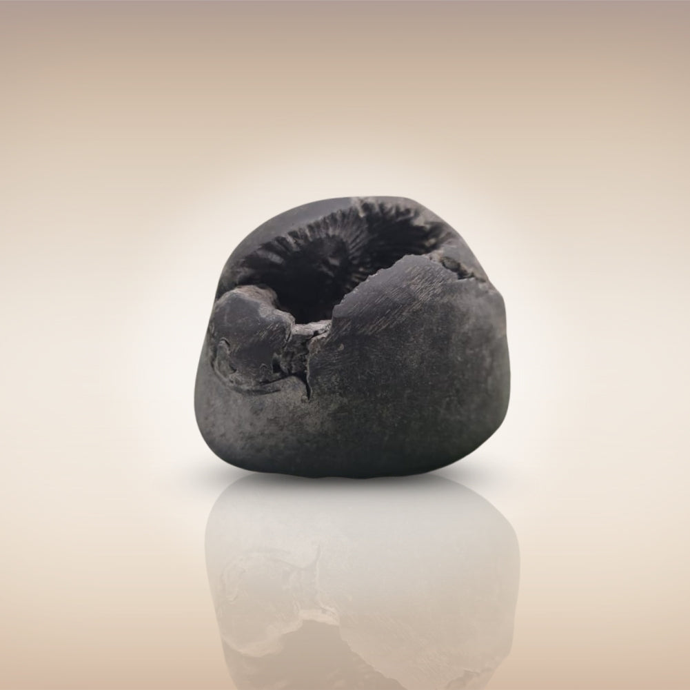 Shri Laxmi Narayan Shaligram - SH002