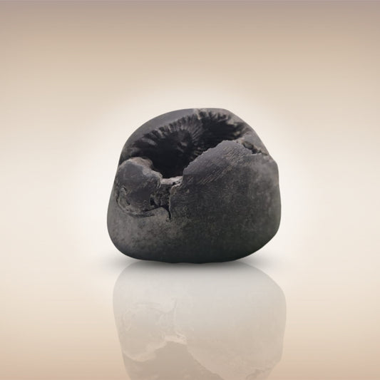 Shri Laxmi Narayan Shaligram - SH002