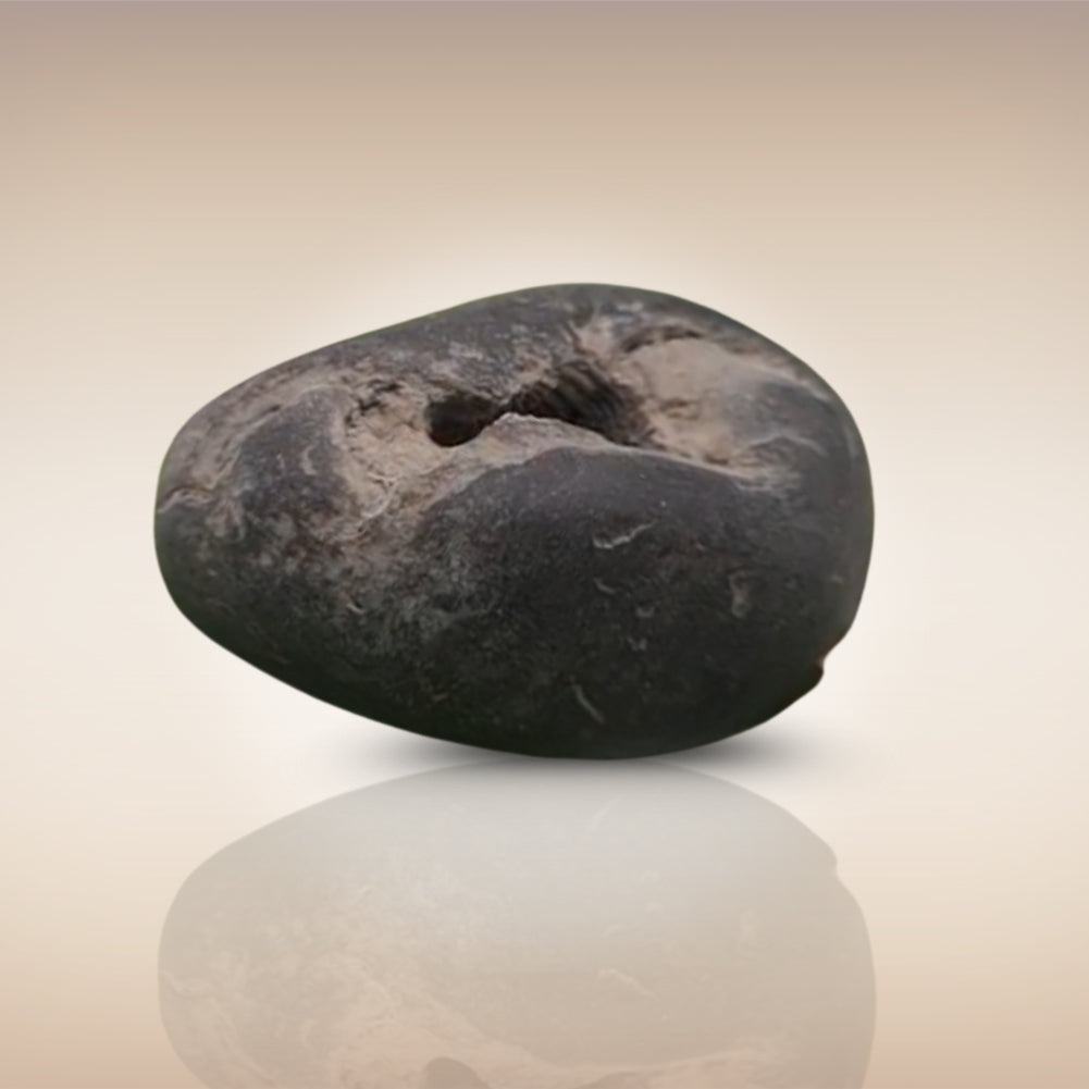 Shri Laxmi Narayan Shaligram - SH004