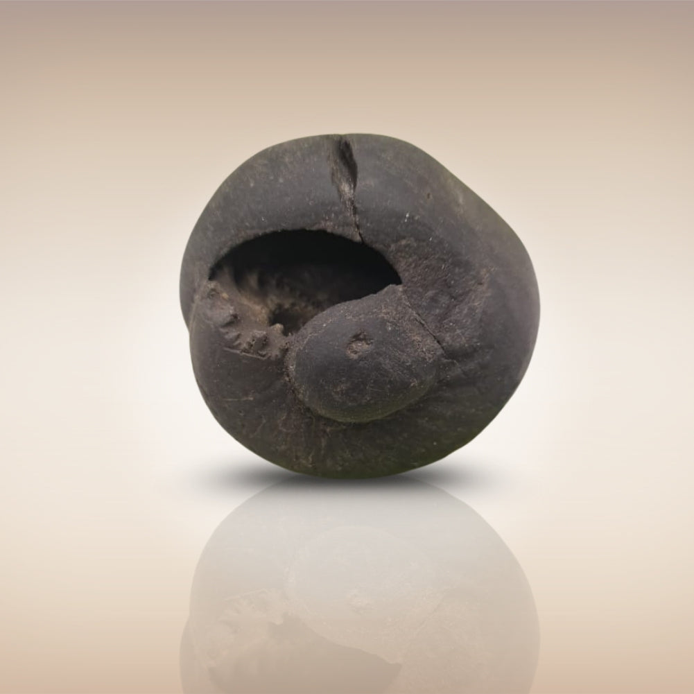 Shri Laxmi Narayan Shaligram - SH005