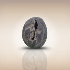 Shri Laxmi Narayan Shaligram - SH007