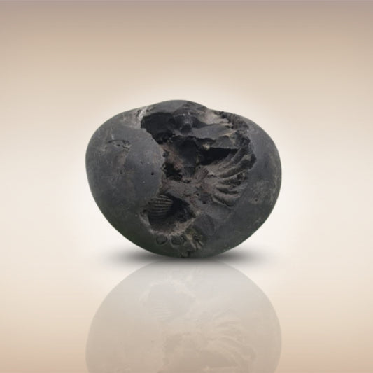 Shri Laxmi Narayan Shaligram - SH010