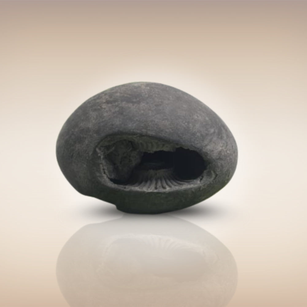 Shri Laxmi Narayan Shaligram - SH012