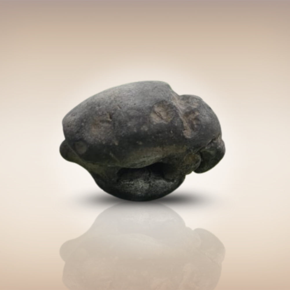Shri Laxmi Narayan Shaligram - SH013