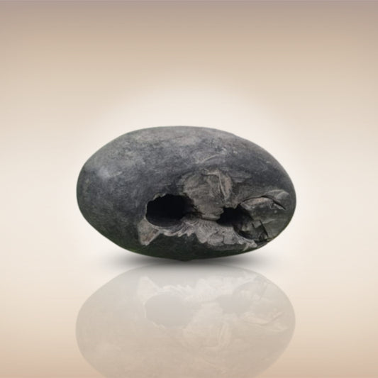Shri Laxmi Narayan Shaligram - SH020