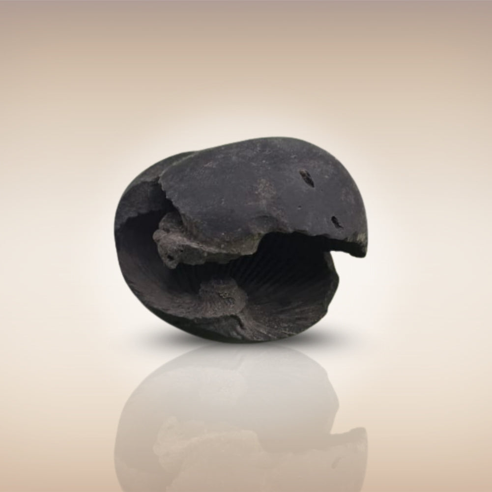 Shri Laxmi Narayan Shaligram - SH021