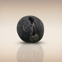 Shri Laxmi Narayan Shaligram - SH027