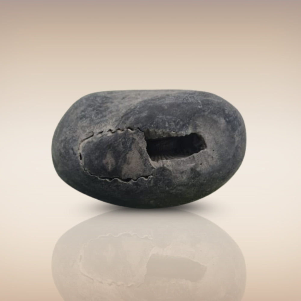 Shri Laxmi Narayan Shaligram - SH029