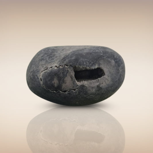 Shri Laxmi Narayan Shaligram - SH029