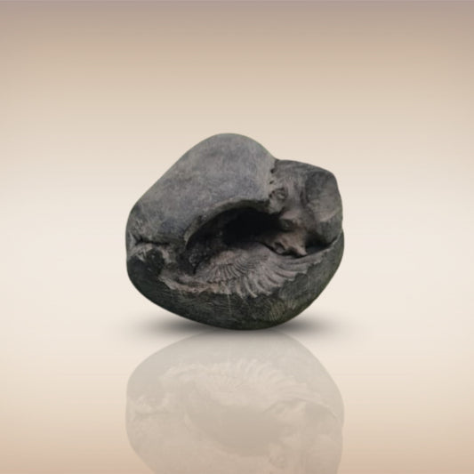 Shri Laxmi Narayan Shaligram - SH030