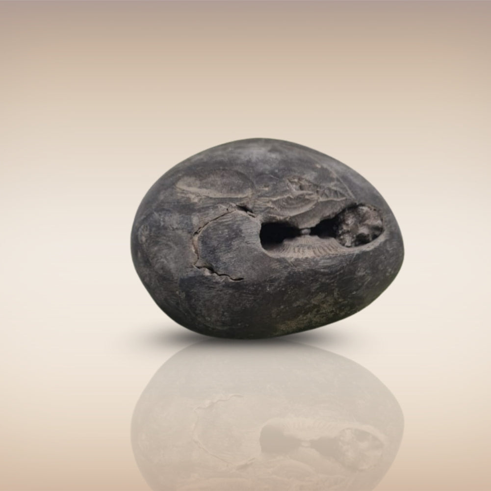 Shri Laxmi Narayan Shaligram - SH031