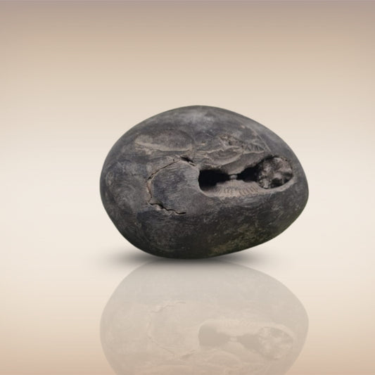 Shri Laxmi Narayan Shaligram - SH031