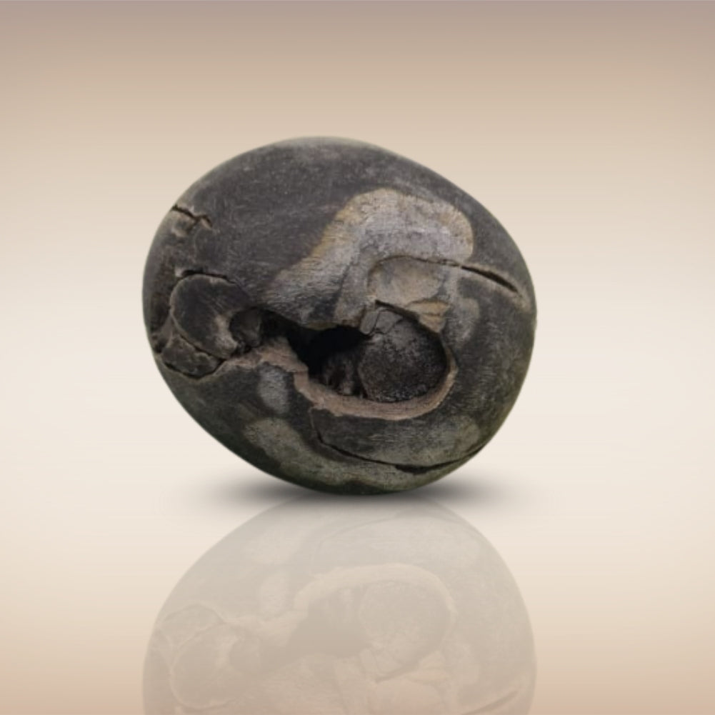 Shri Laxmi Narayan Shaligram - SH034