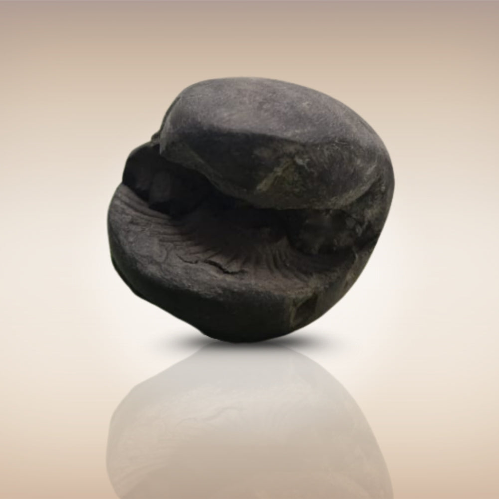Shri Laxmi Narayan Shaligram - SH036