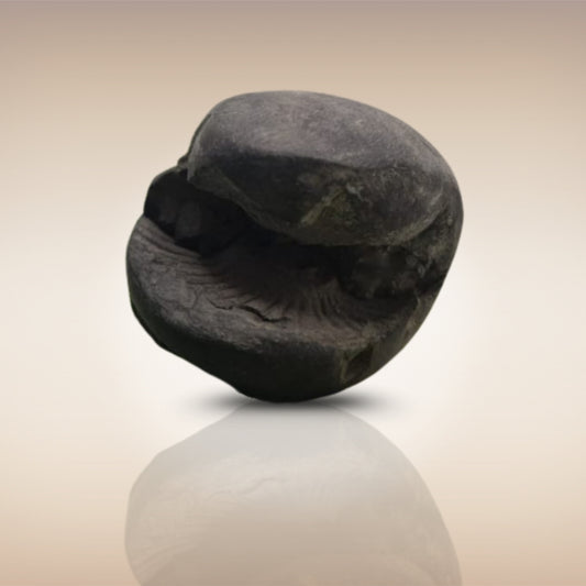 Shri Laxmi Narayan Shaligram - SH036