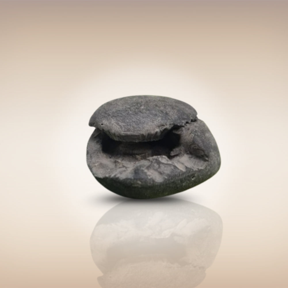 Shri Laxmi Narayan Shaligram - SH037