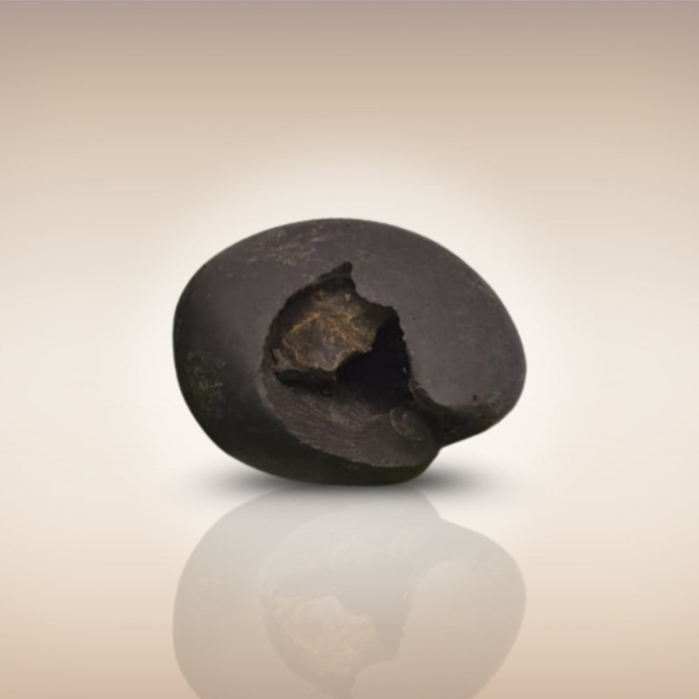 Shri Laxmi Narayan Shaligram - SH038