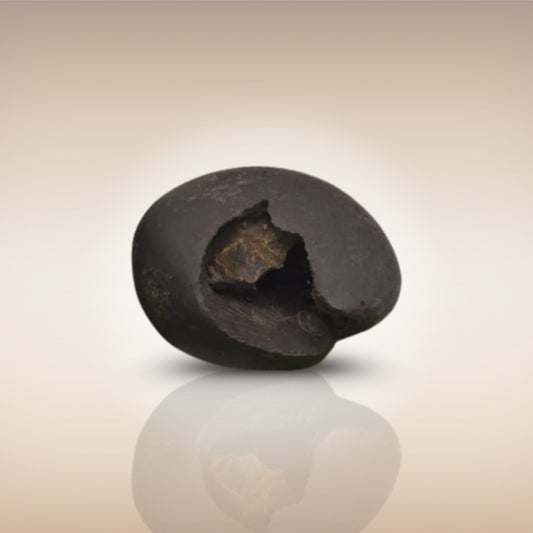 Shri Laxmi Narayan Shaligram - SH038